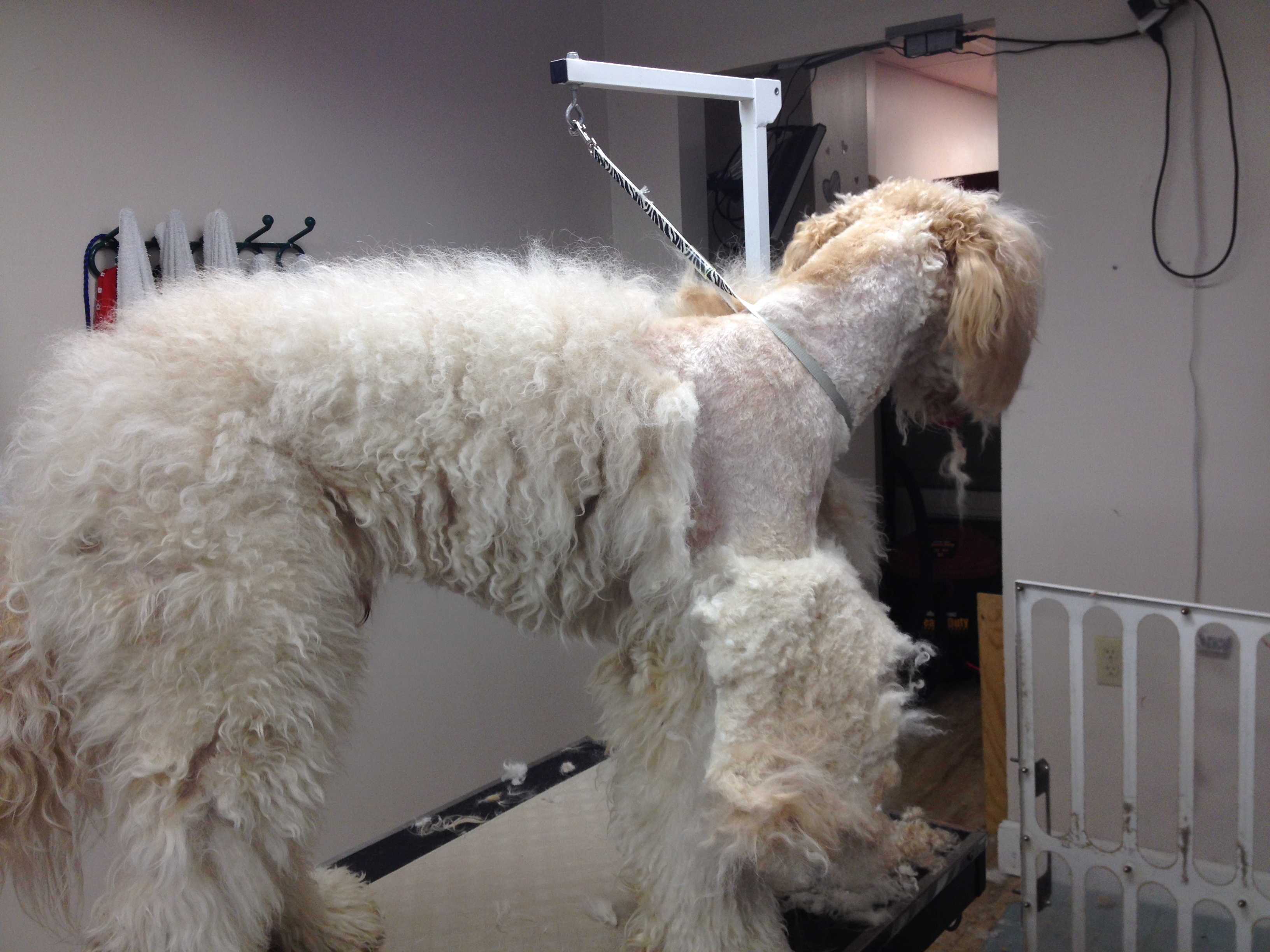 how often should dogs be groomed professionally