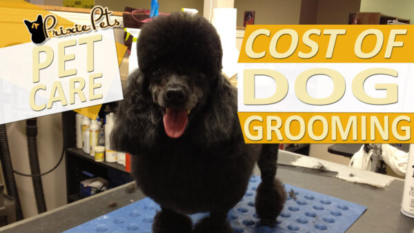 cost-of-dog-grooming-typical-price-quotes