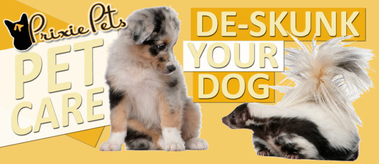 how-to-de-skunk-your-dog-prixiepets