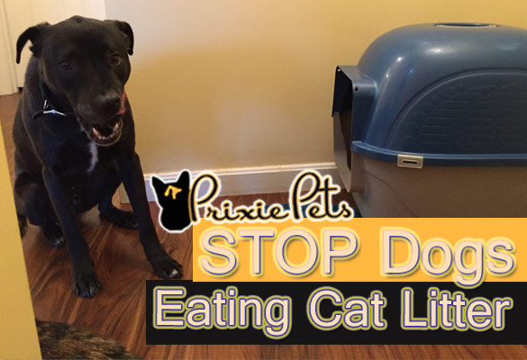 how to get puppy to stop eating cat poop