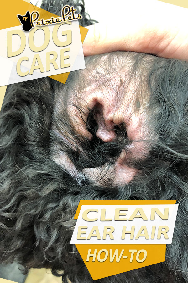 poodle ear hair removal